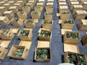 Decomisan cocaína en piñas en República Dominicana con destino a Afganistán Cajas de cartón con piñas abiertas en un almacén tras el decomiso de cocaína en República Dominicana.