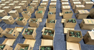Decomisan cocaína en piñas en República Dominicana con destino a Afganistán Cajas de cartón con piñas abiertas en un almacén tras el decomiso de cocaína en República Dominicana.