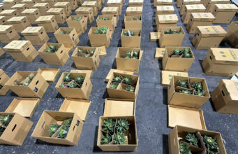 Decomisan cocaína en piñas en República Dominicana con destino a Afganistán Cajas de cartón con piñas abiertas en un almacén tras el decomiso de cocaína en República Dominicana.