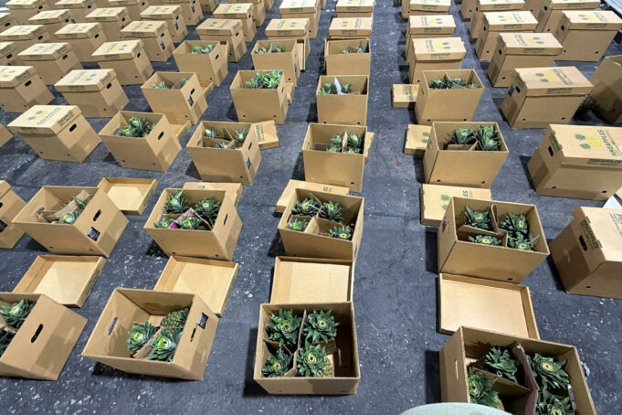 Decomisan cocaína en piñas en República Dominicana con destino a Afganistán Cajas de cartón con piñas abiertas en un almacén tras el decomiso de cocaína en República Dominicana.
