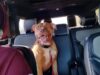 Policía de Bessemer abate a un perro durante parada vial Perro color marrón tipo pitbull con correa roja sentado en los asientos traseros del interior de un auto.