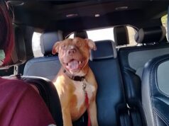 Policía de Bessemer abate a un perro durante parada vial Perro color marrón tipo pitbull con correa roja sentado en los asientos traseros del interior de un auto.