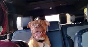 Policía de Bessemer abate a un perro durante parada vial Perro color marrón tipo pitbull con correa roja sentado en los asientos traseros del interior de un auto.