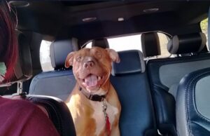 Policía de Bessemer abate a un perro durante parada vial Perro color marrón tipo pitbull con correa roja sentado en los asientos traseros del interior de un auto.