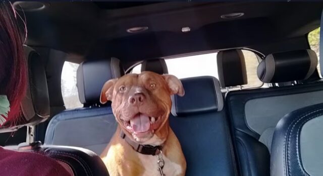 Policía de Bessemer abate a un perro durante parada vial Perro color marrón tipo pitbull con correa roja sentado en los asientos traseros del interior de un auto.