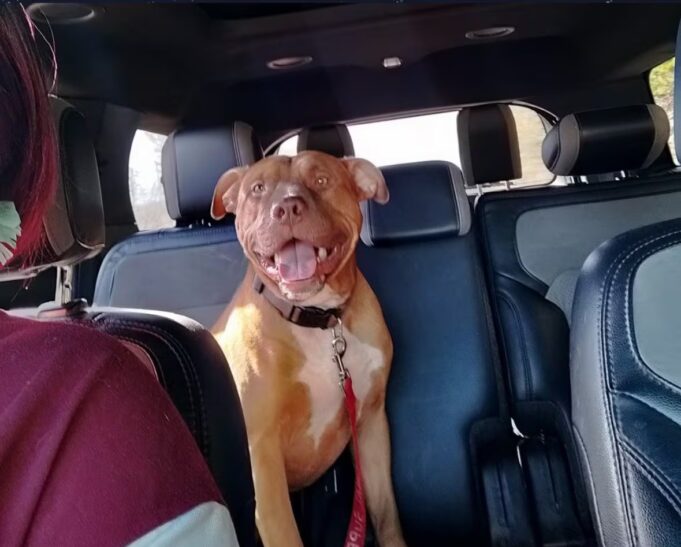 Policía de Bessemer abate a un perro durante parada vial Perro color marrón tipo pitbull con correa roja sentado en los asientos traseros del interior de un auto.