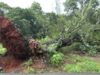 Tormenta en Alabama provoca graves destrozos materiales Gran árbol arrancado de raíz por la tormenta bloquea una zona verde e infraestructura en el centro de Alabama.