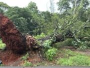 Tormenta en Alabama provoca graves destrozos materiales Gran árbol arrancado de raíz por la tormenta bloquea una zona verde e infraestructura en el centro de Alabama.