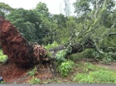 Tormenta en Alabama provoca graves destrozos materiales Gran árbol arrancado de raíz por la tormenta bloquea una zona verde e infraestructura en el centro de Alabama.