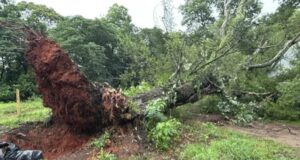 Tormenta en Alabama provoca graves destrozos materiales Gran árbol arrancado de raíz por la tormenta bloquea una zona verde e infraestructura en el centro de Alabama.