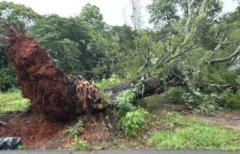 Tormenta en Alabama provoca graves destrozos materiales Gran árbol arrancado de raíz por la tormenta bloquea una zona verde e infraestructura en el centro de Alabama.