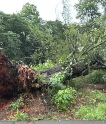 Tormenta en Alabama provoca graves destrozos materiales Gran árbol arrancado de raíz por la tormenta bloquea una zona verde e infraestructura en el centro de Alabama.