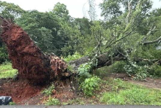 Tormenta en Alabama provoca graves destrozos materiales Gran árbol arrancado de raíz por la tormenta bloquea una zona verde e infraestructura en el centro de Alabama.