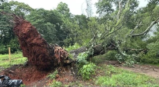Tormenta en Alabama provoca graves destrozos materiales Gran árbol arrancado de raíz por la tormenta bloquea una zona verde e infraestructura en el centro de Alabama.