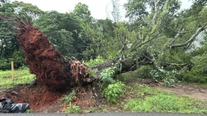 Tormenta en Alabama provoca graves destrozos materiales Gran árbol arrancado de raíz por la tormenta bloquea una zona verde e infraestructura en el centro de Alabama.