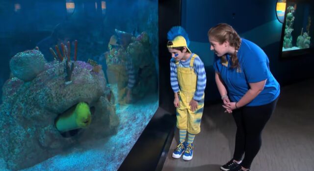 Aventura submarina llega a Birmingham este verano Una mujer y un niño disfrazado de Flounder observan una anguila dentro del acuario de Birmingham.