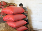 Crisis en el campo mexicano por la revisión anual del T-MEC Trabajador agrícola cargando pesados costales rojos llenos de granos en un almacén rústico de México.