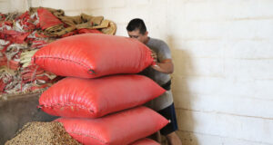 Crisis en el campo mexicano por la revisión anual del T-MEC Trabajador agrícola cargando pesados costales rojos llenos de granos en un almacén rústico de México.