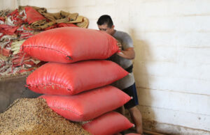 Crisis en el campo mexicano por la revisión anual del T-MEC Trabajador agrícola cargando pesados costales rojos llenos de granos en un almacén rústico de México.