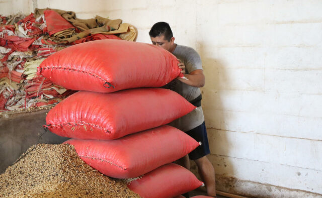Productores alertan por crisis en campo mexicano ante la revisión anual del T-MEC Trabajador agrícola cargando pesados costales rojos llenos de granos en un almacén rústico de México.