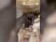 Incautan 3 toneladas de metanfetamina en Sonora Agentes inspeccionan costales con decomiso de metanfetamina en la caja de un camión en México.