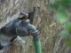 Facturas de agua excesivas generan cobros de cientos de dólares Llave de agua exterior con aislamiento y manguera verde conectada en una pared de madera.