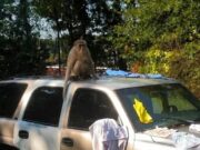 Policía busca a un mono suelto en Tuscaloosa Mono encaramado en el techo de una camioneta en Tuscaloosa mientras es buscado por la policía.