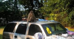 Policía busca a un mono suelto en Tuscaloosa Mono encaramado en el techo de una camioneta en Tuscaloosa mientras es buscado por la policía.
