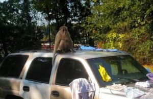 Policía busca a un mono suelto en Tuscaloosa Mono encaramado en el techo de una camioneta en Tuscaloosa mientras es buscado por la policía.