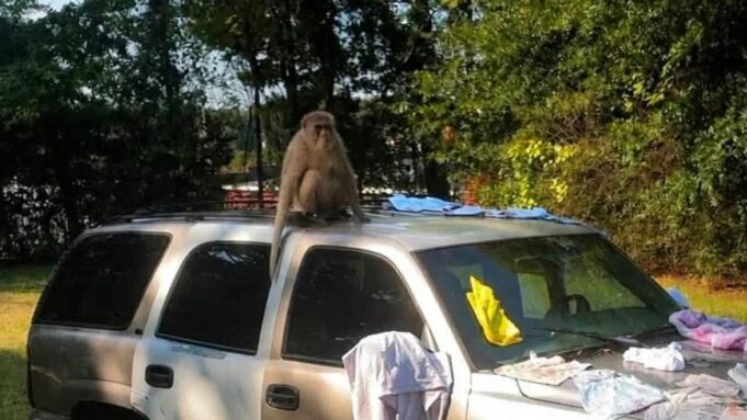 Policía busca a un mono suelto en Tuscaloosa Mono encaramado en el techo de una camioneta en Tuscaloosa mientras es buscado por la policía.