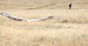 Inglaterra declara sequía repentina en el 71% de su territorio Campo totalmente seco e árido en Inglaterra con una persona caminando a lo lejos durante la sequía.