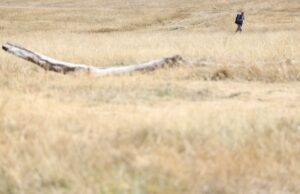 Inglaterra declara sequía repentina en el 71% de su territorio Campo totalmente seco e árido en Inglaterra con una persona caminando a lo lejos durante la sequía.