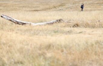 Inglaterra declara sequía repentina en el 71% de su territorio Campo totalmente seco e árido en Inglaterra con una persona caminando a lo lejos durante la sequía.