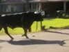 Toro de 1500 libras provoca cierre de escuela en Carrollton Toro de 1500 libras caminando por una calle residencial en Carrollton, Alabama.