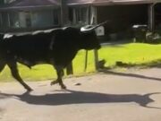 Toro de 1500 libras provoca cierre de escuela en Carrollton Toro de 1500 libras caminando por una calle residencial en Carrollton, Alabama.