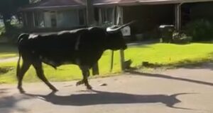Toro de 1500 libras provoca cierre de escuela en Carrollton Toro de 1500 libras caminando por una calle residencial en Carrollton, Alabama.