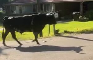 Toro de 1500 libras provoca cierre de escuela en Carrollton Toro de 1500 libras caminando por una calle residencial en Carrollton, Alabama.