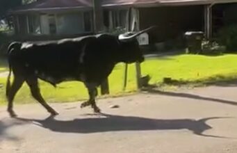 Toro de 1500 libras provoca cierre de escuela en Carrollton Toro de 1500 libras caminando por una calle residencial en Carrollton, Alabama.