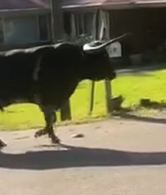 Toro de 1500 libras provoca cierre de escuela en Carrollton Toro de 1500 libras caminando por una calle residencial en Carrollton, Alabama.
