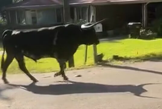 Toro de 1500 libras provoca cierre de escuela en Carrollton Toro de 1500 libras caminando por una calle residencial en Carrollton, Alabama.
