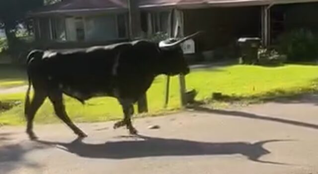 Toro de 1500 libras provoca cierre de escuela en Carrollton Toro de 1500 libras caminando por una calle residencial en Carrollton, Alabama.