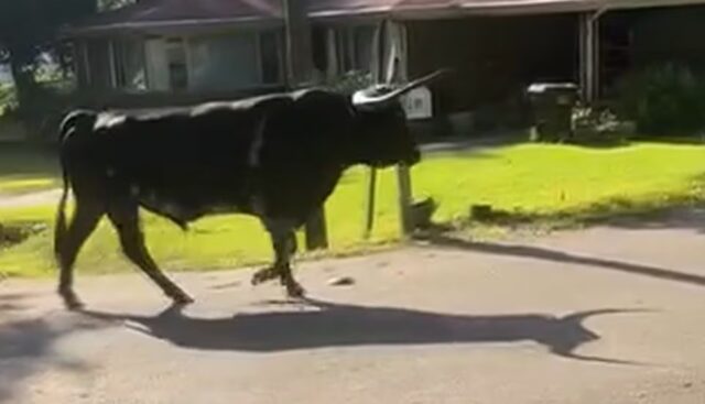 toro-1500-libras-caminando-calle-carrollton-alabama Toro de 1500 libras caminando por una calle residencial en Carrollton, Alabama.